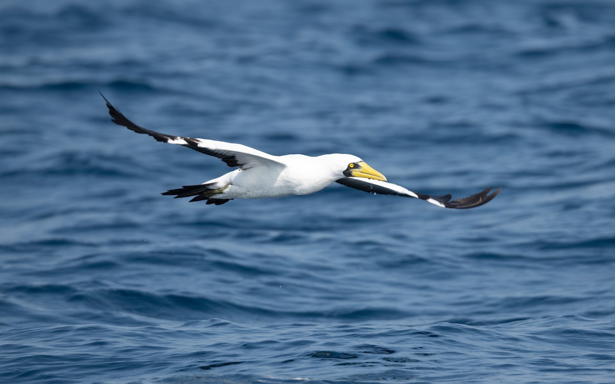 Masked Booby - ML627618643