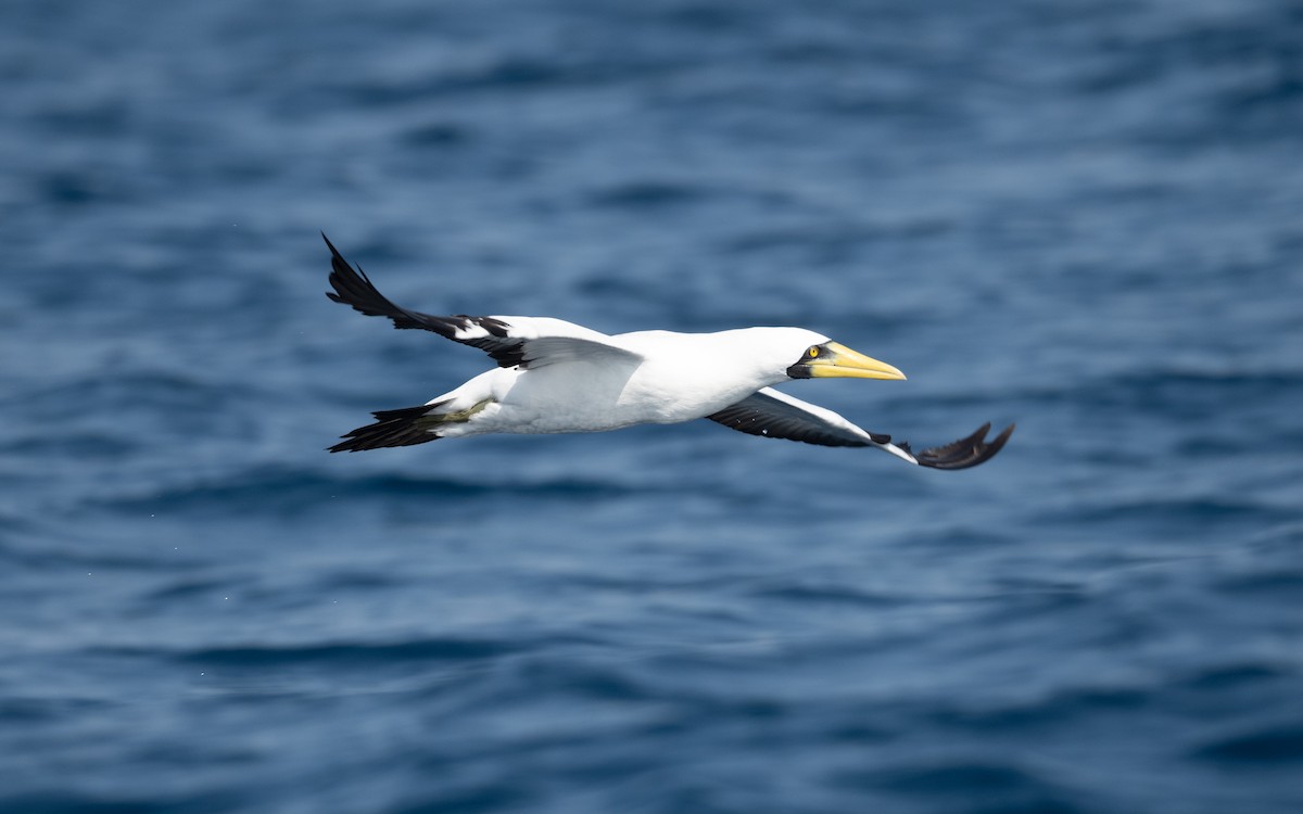 Masked Booby - ML627618644
