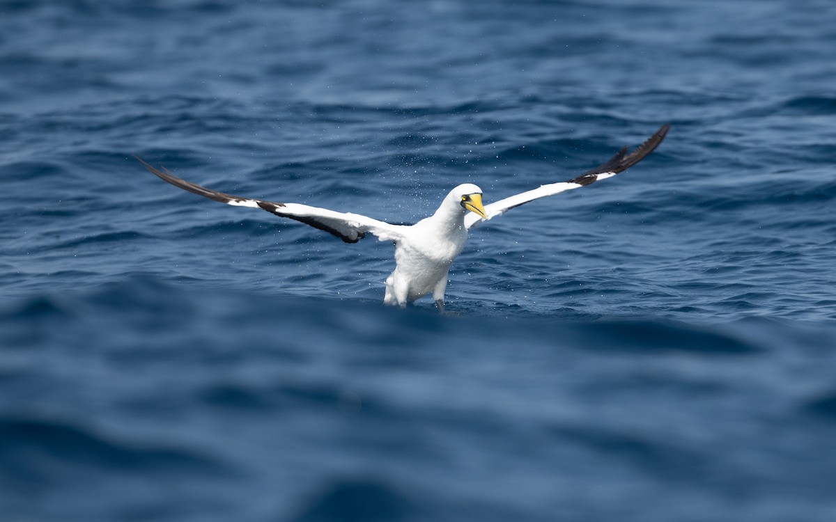 Masked Booby - ML627618652