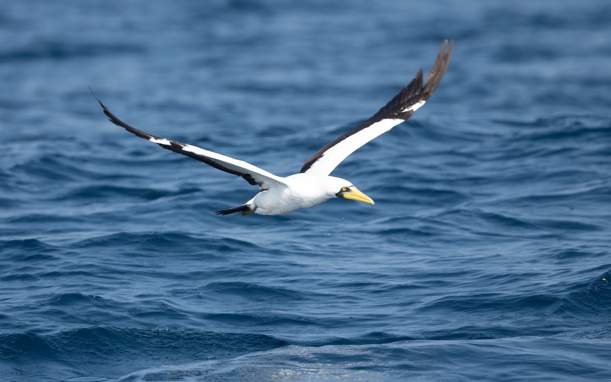 Masked Booby - ML627618654