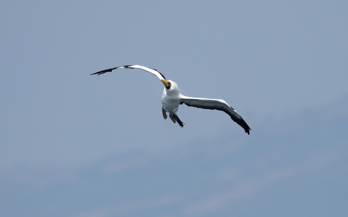 Masked Booby - ML627618669