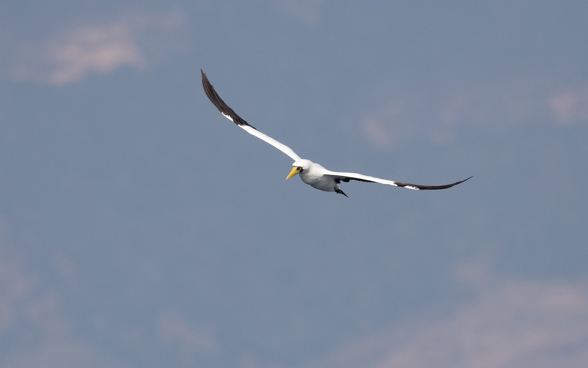 Masked Booby - ML627618670