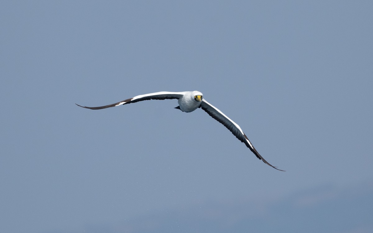 Masked Booby - ML627618671