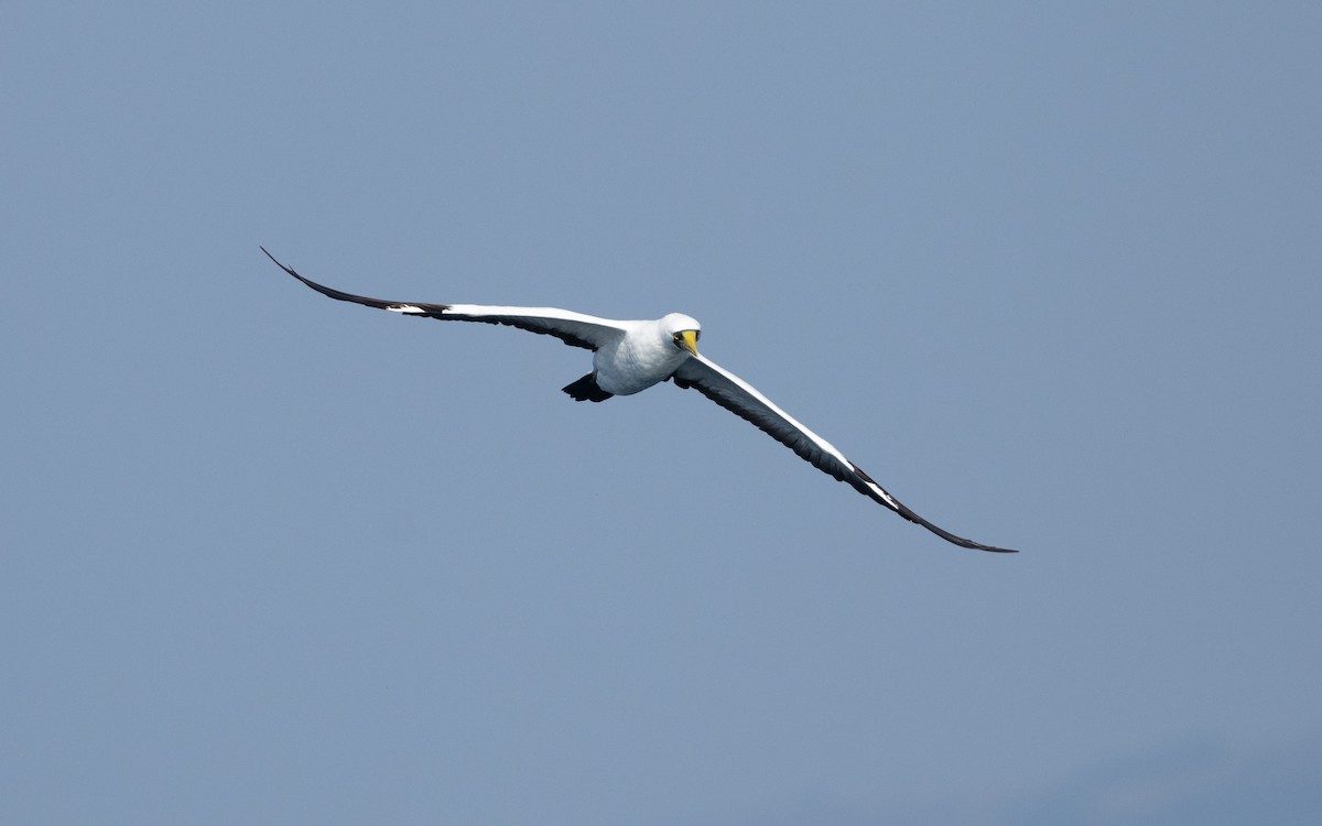 Masked Booby - ML627618672