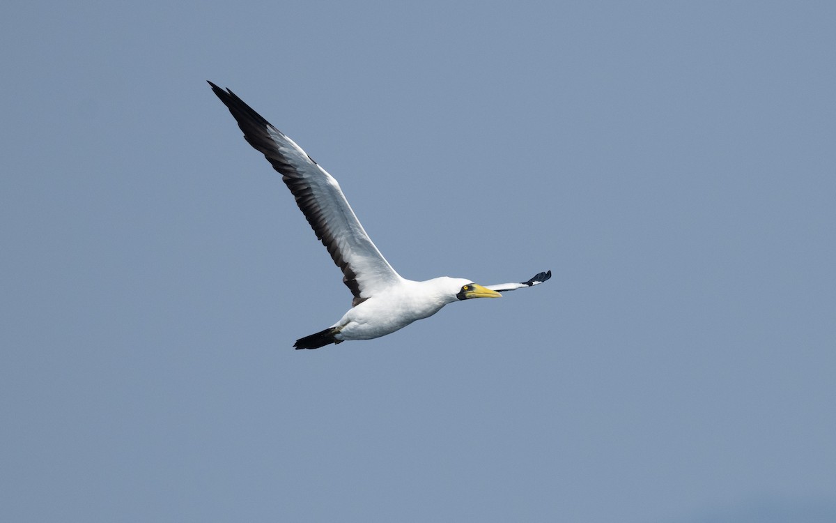 Masked Booby - ML627618673