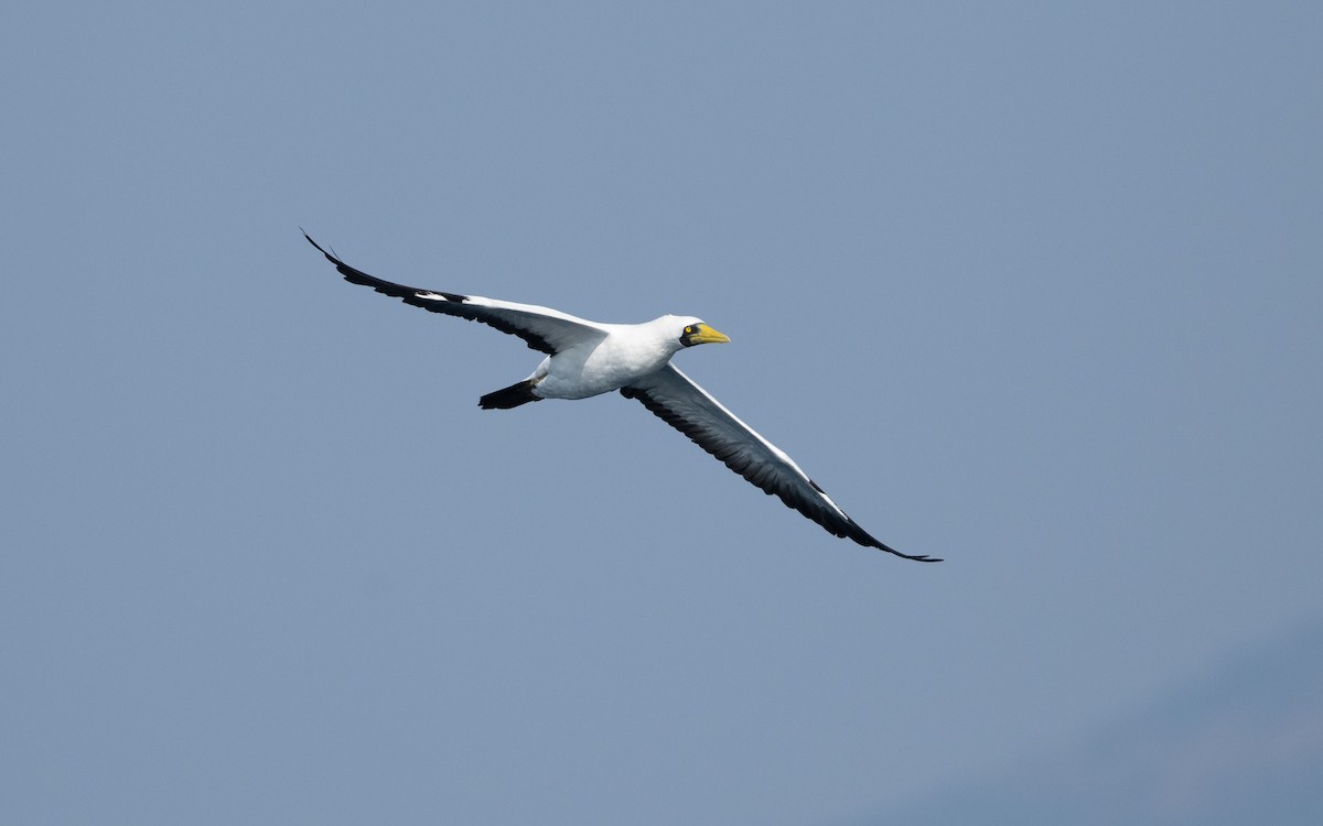 Masked Booby - ML627618674