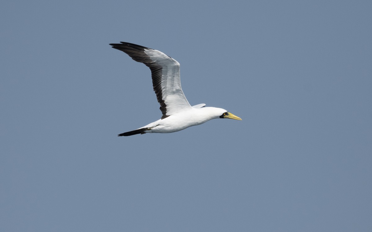 Masked Booby - ML627618675