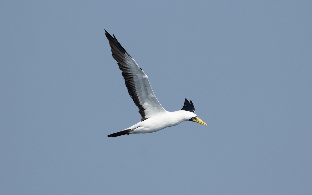 Masked Booby - ML627618676