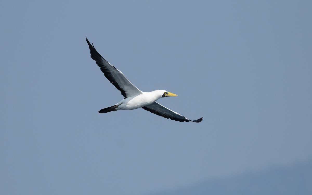 Masked Booby - ML627618677
