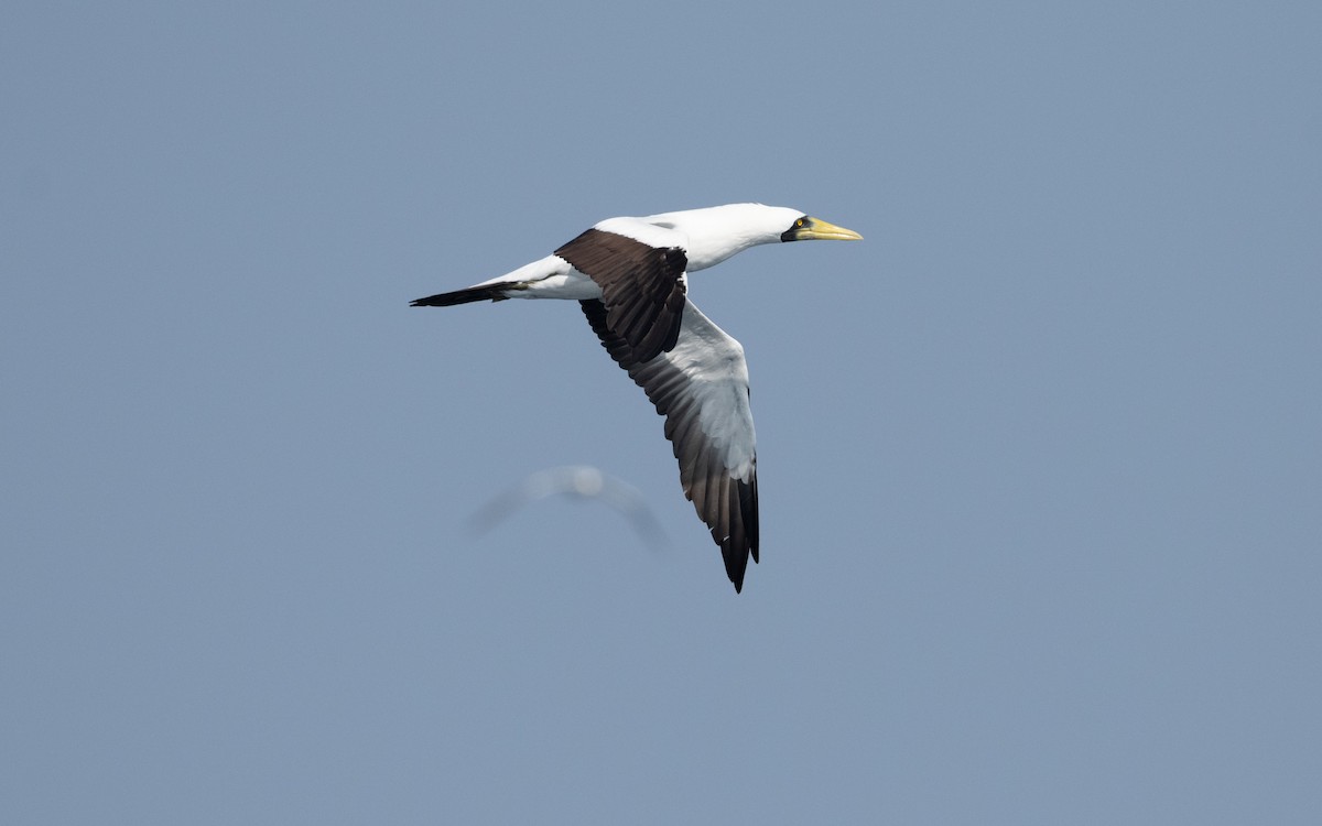 Masked Booby - ML627618678