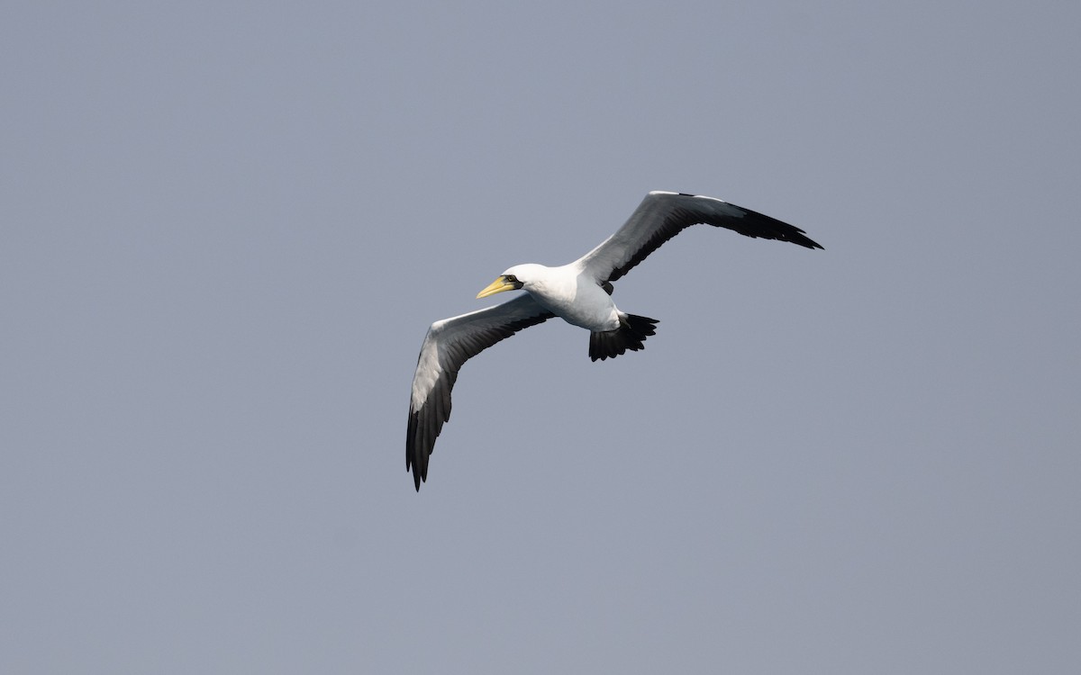 Masked Booby - ML627618679