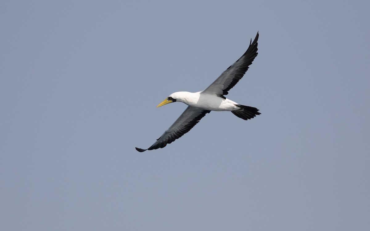 Masked Booby - ML627618680