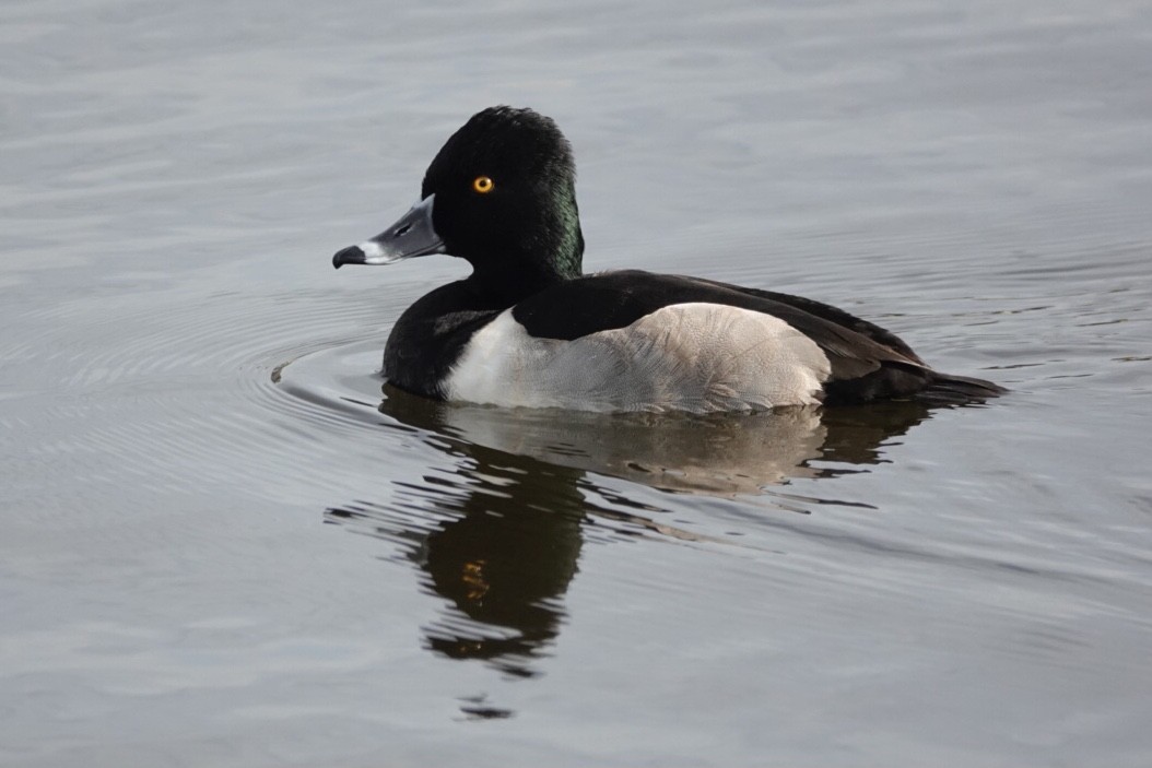 Ring-necked Duck - ML627618789