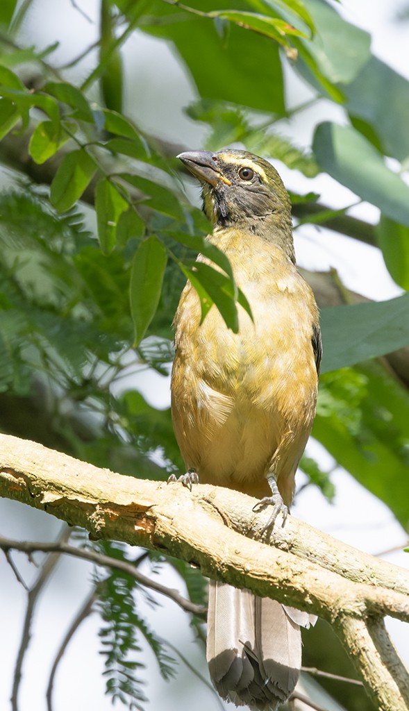Cinnamon-bellied Saltator - ML627618983