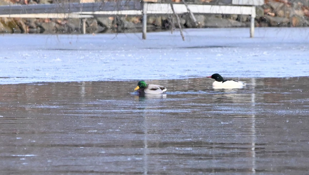 Зэрлэг нугас - ML627619058