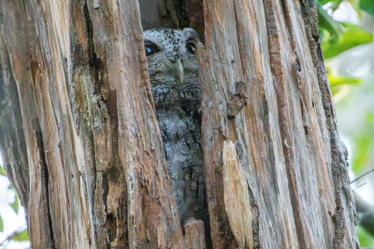 Pacific Screech-Owl - ML627619061