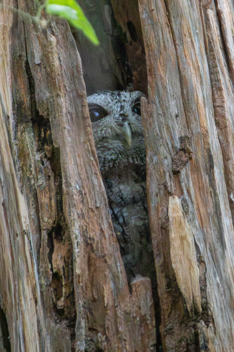 Pacific Screech-Owl - ML627619062