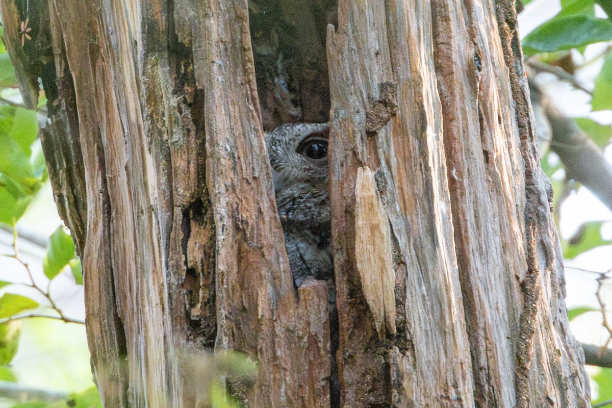 Pacific Screech-Owl - ML627619063