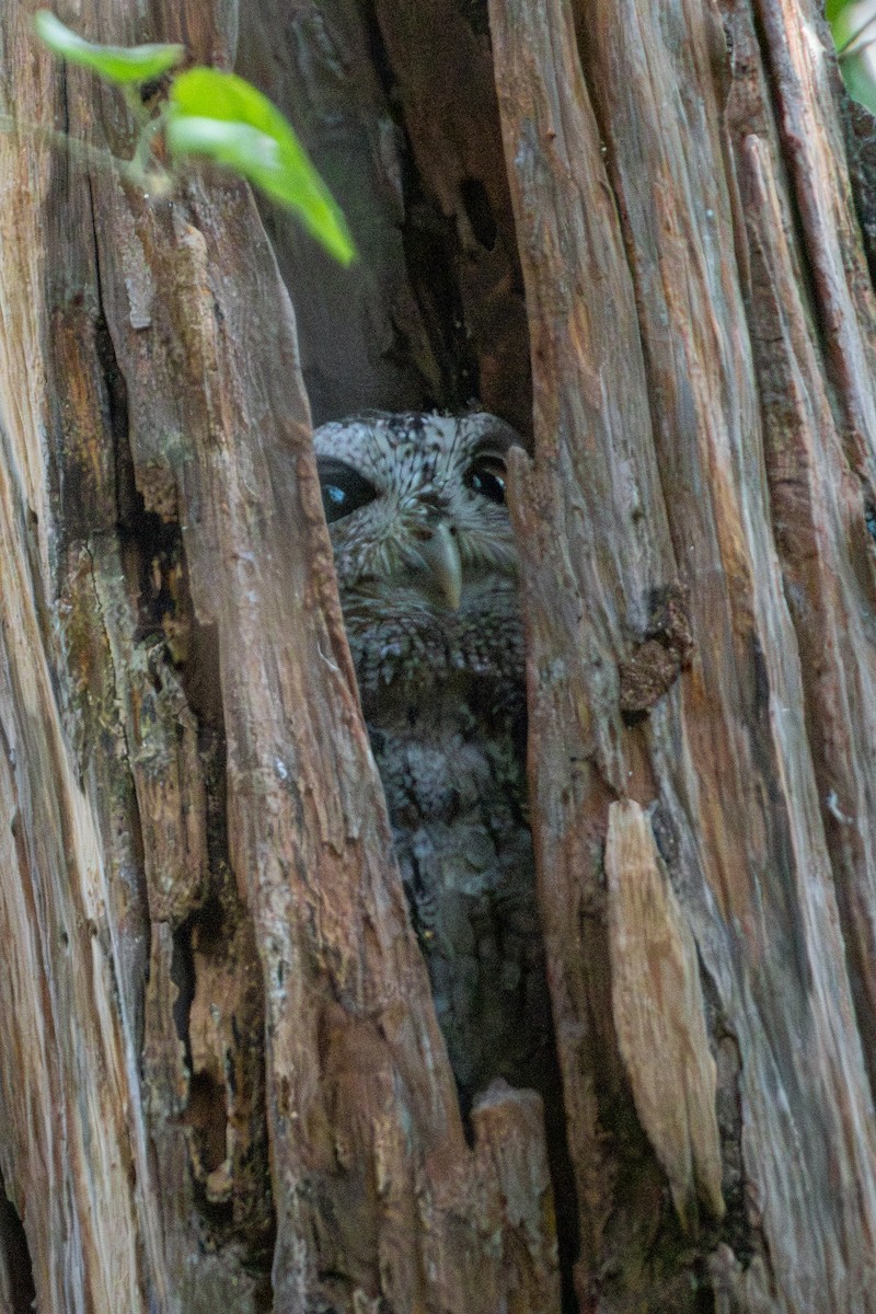 Pacific Screech-Owl - ML627619064