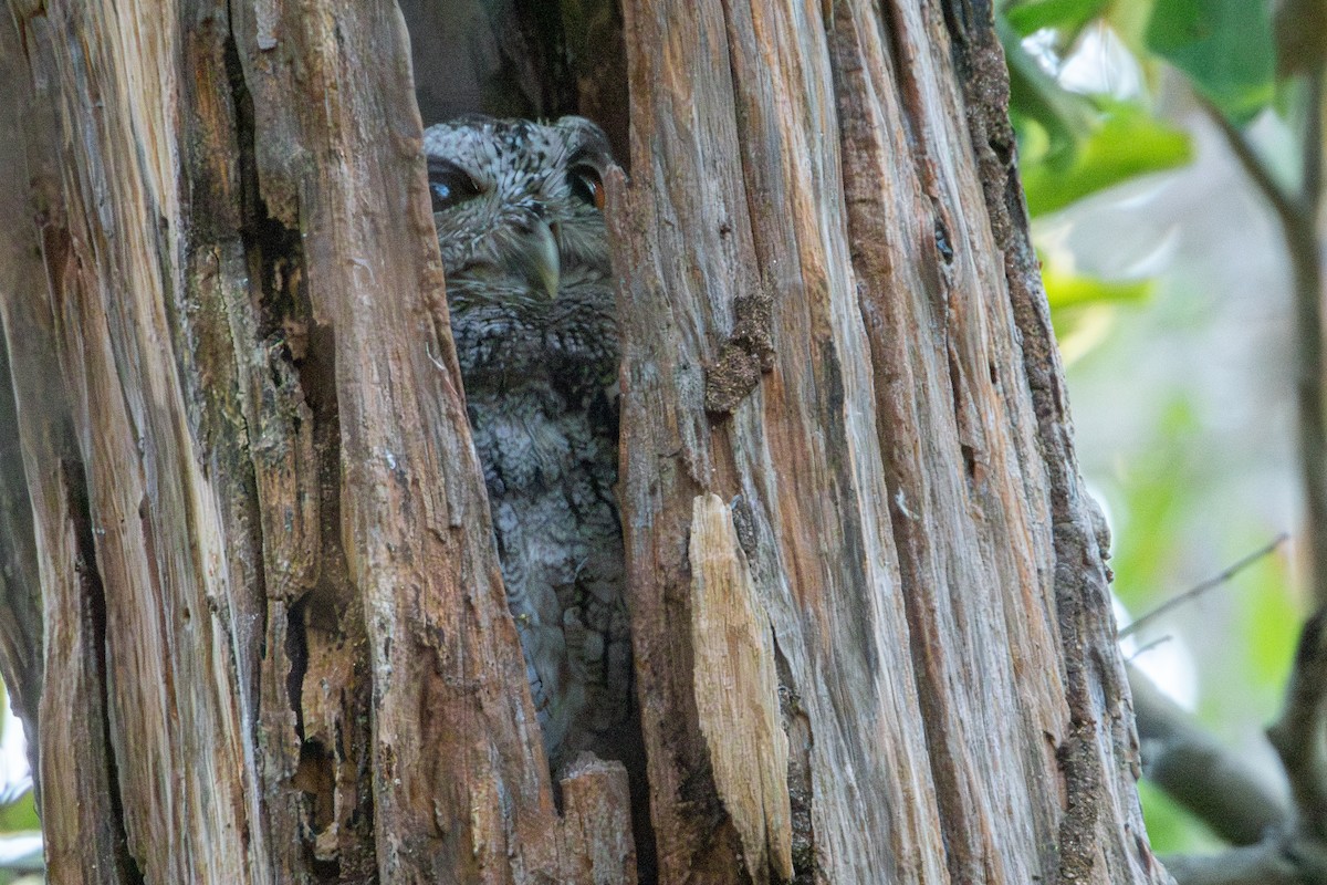 Pacific Screech-Owl - ML627619065