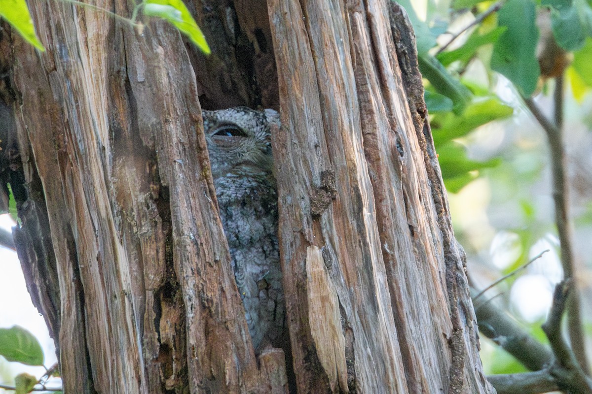 Pacific Screech-Owl - ML627619066