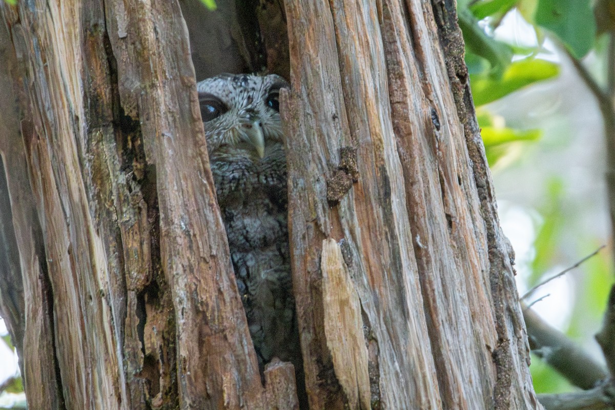 Pacific Screech-Owl - ML627619068