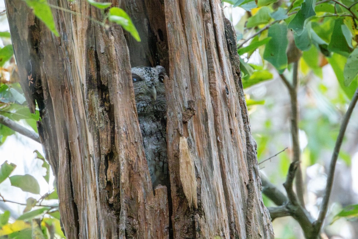 Pacific Screech-Owl - ML627619069