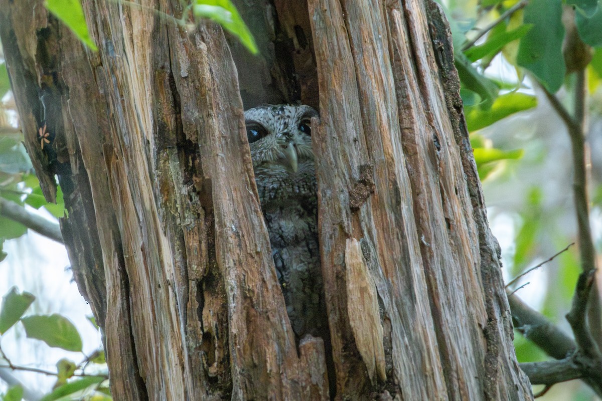 Pacific Screech-Owl - ML627619071