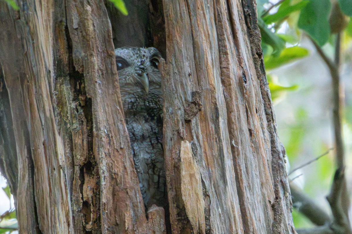 Pacific Screech-Owl - ML627619072