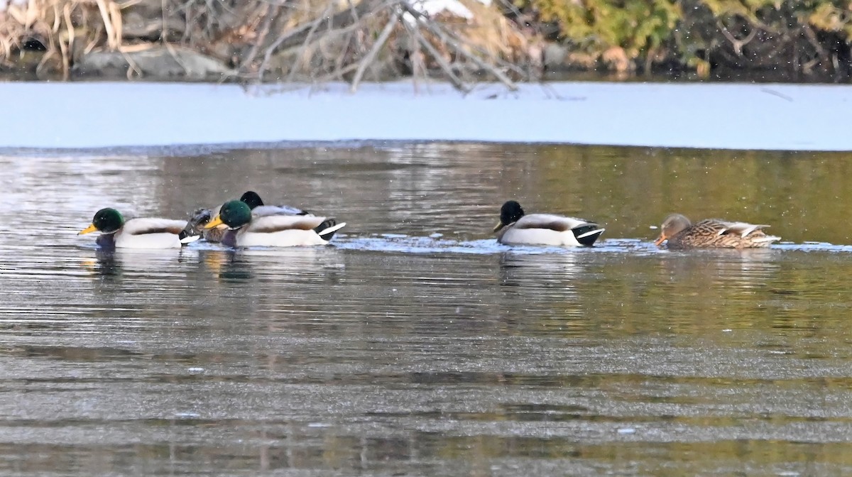 Зэрлэг нугас - ML627619076