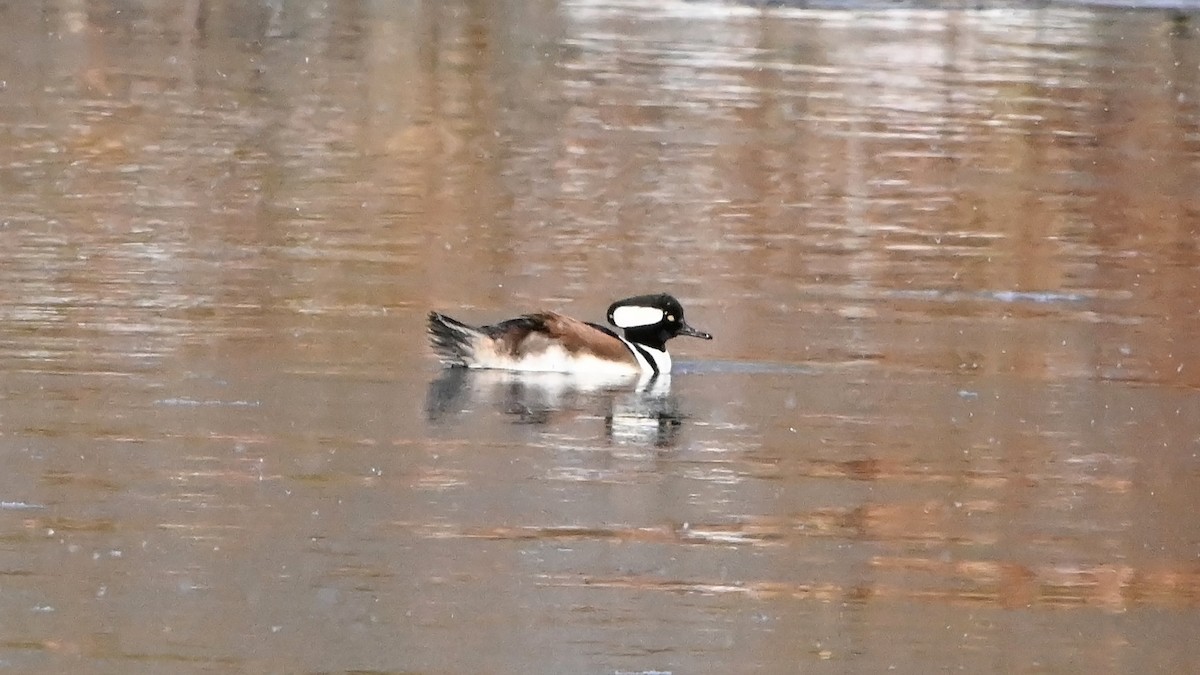 Hooded Merganser - ML627619097