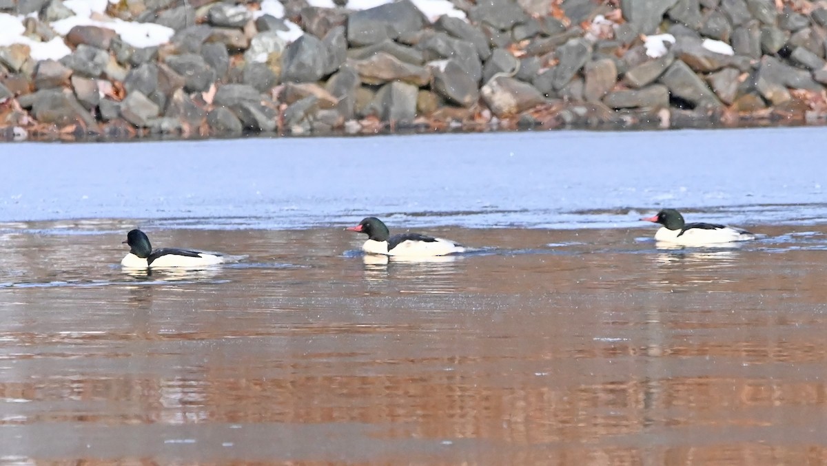 Хумхин бохио - ML627619108