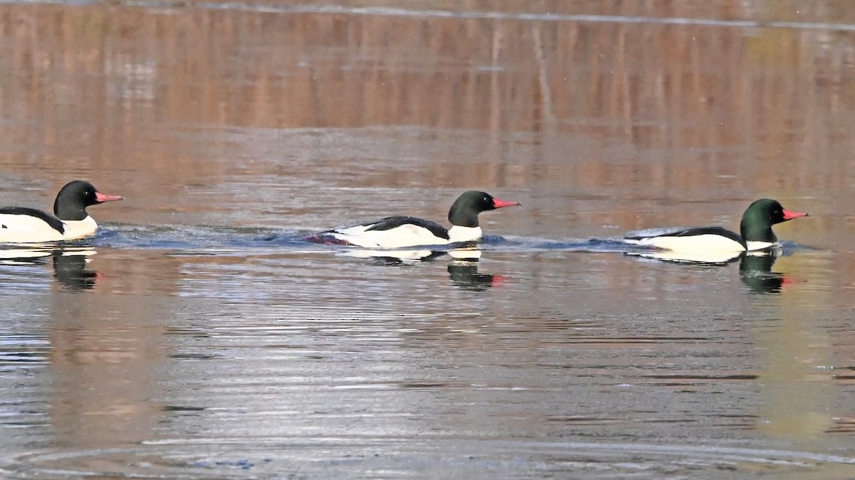 Хумхин бохио - ML627619115