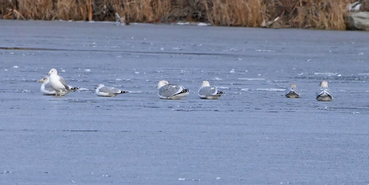 American Herring Gull - ML627619156