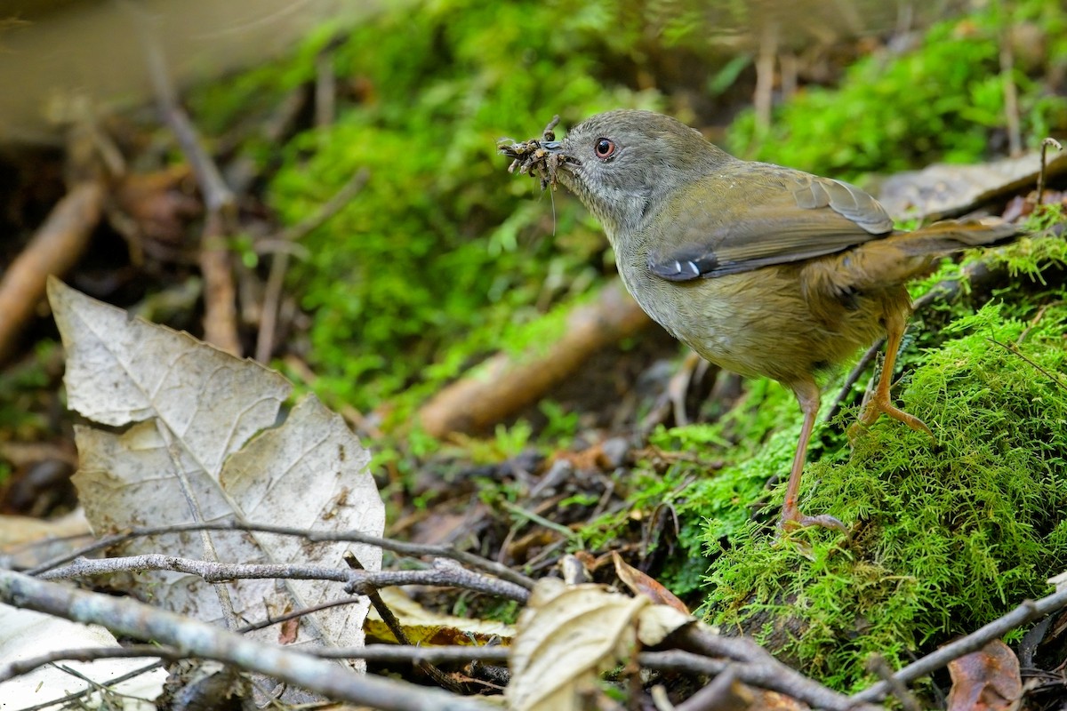 Tasmanian Scrubwren - ML627619161