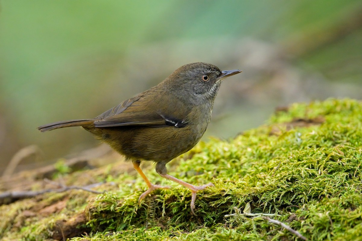 Tasmanian Scrubwren - ML627619162