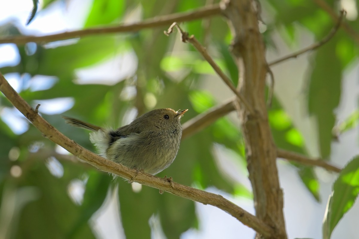 Tasmanian Thornbill - ML627619181