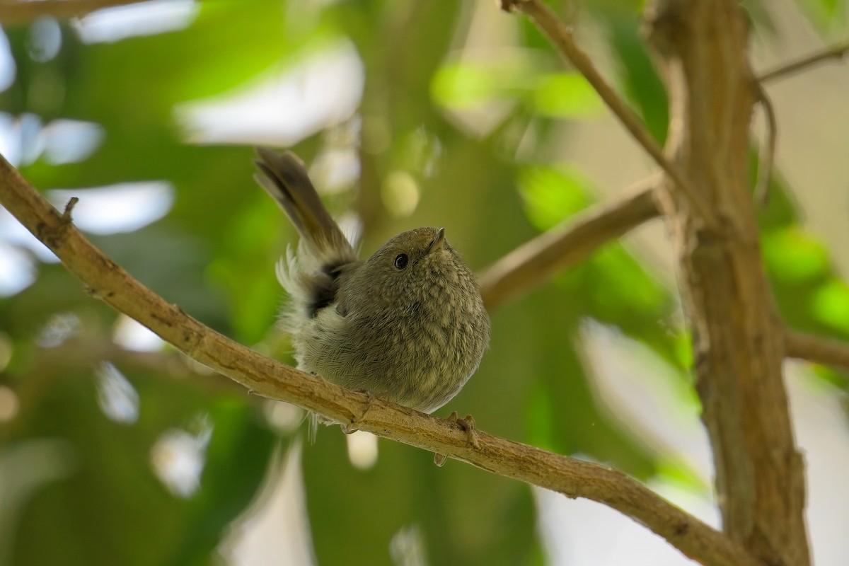 Tasmanian Thornbill - ML627619182