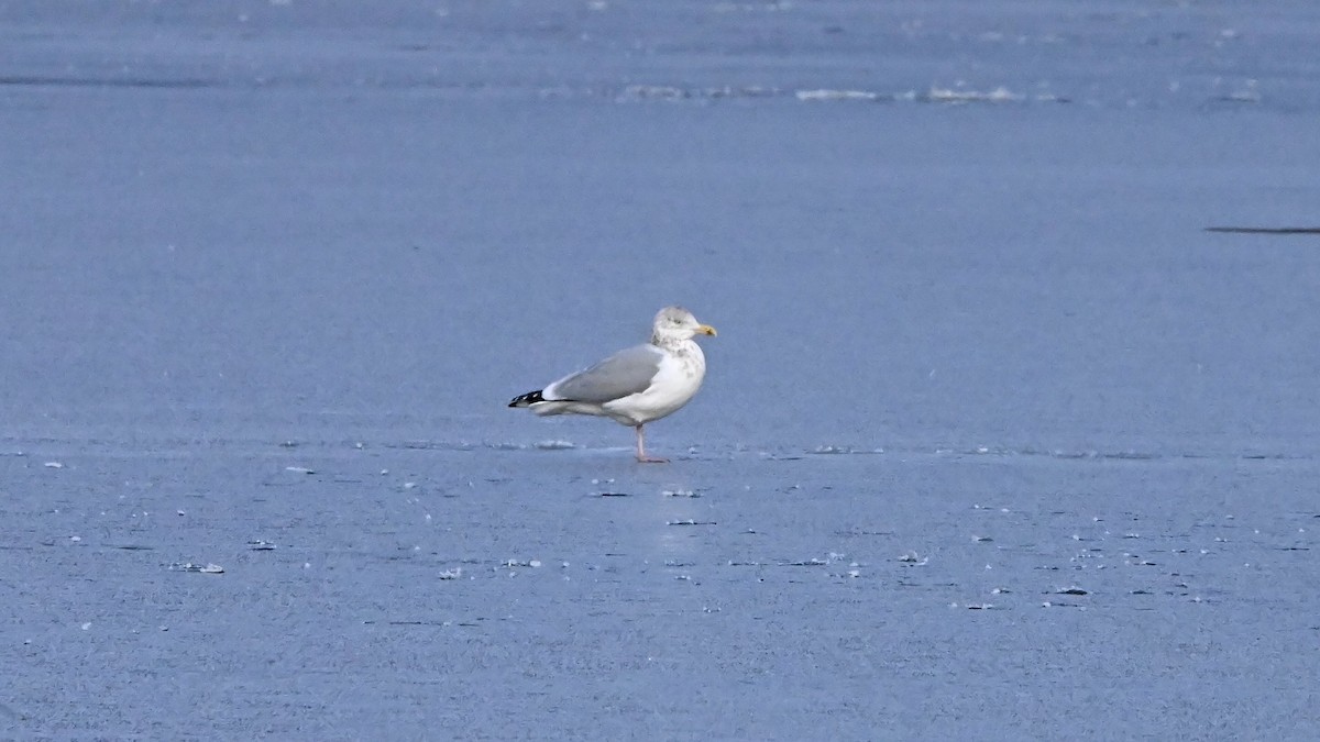 American Herring Gull - ML627619183