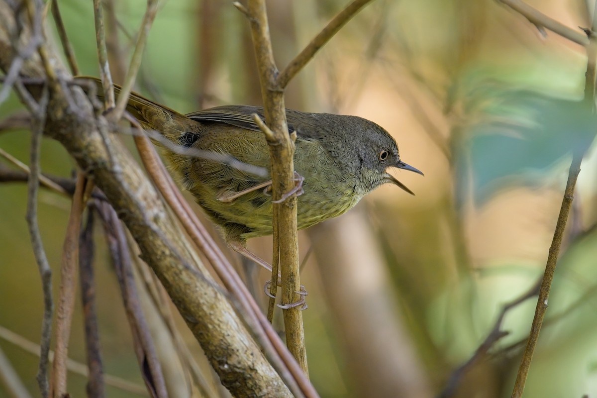 Tasmanian Scrubwren - ML627619185