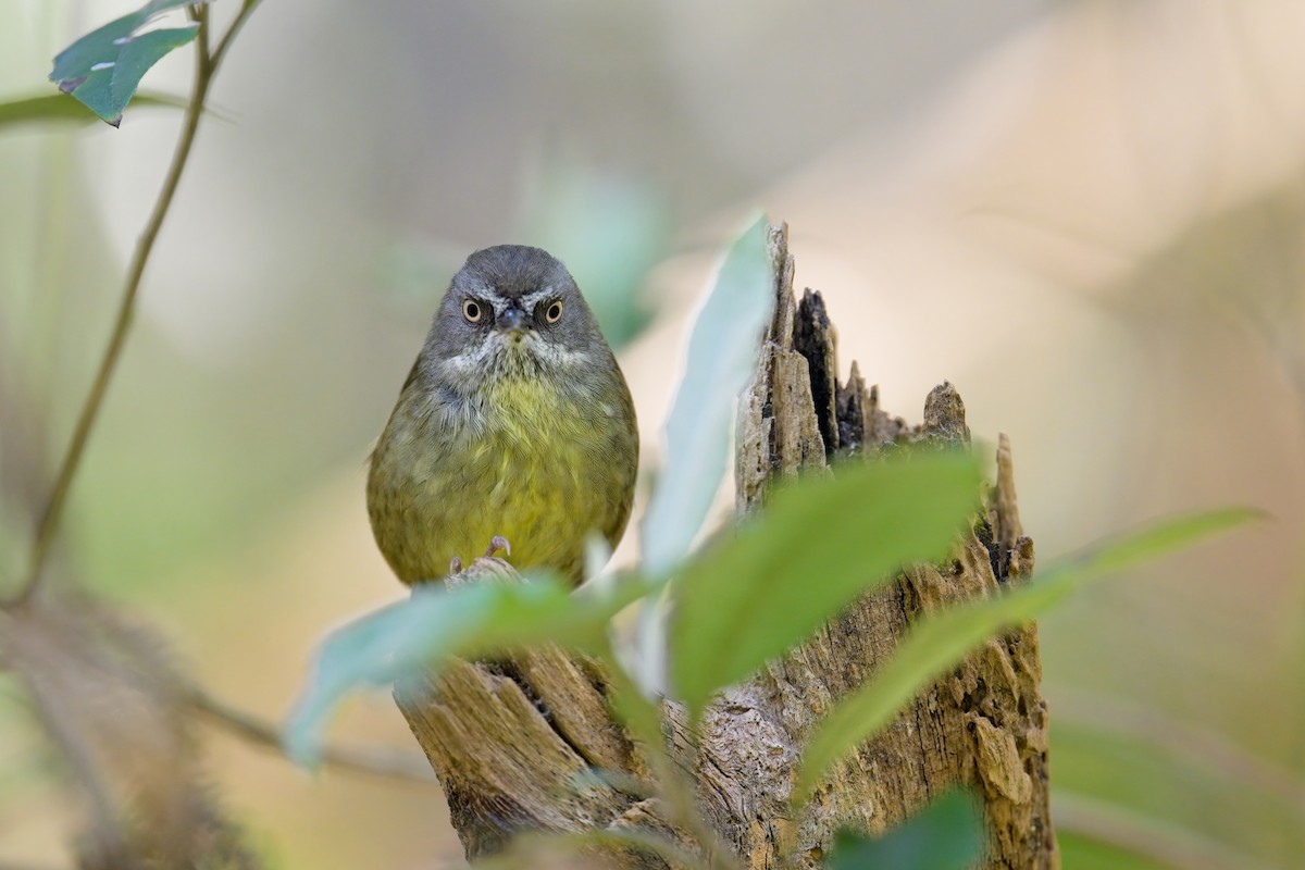 Tasmanian Scrubwren - ML627619186