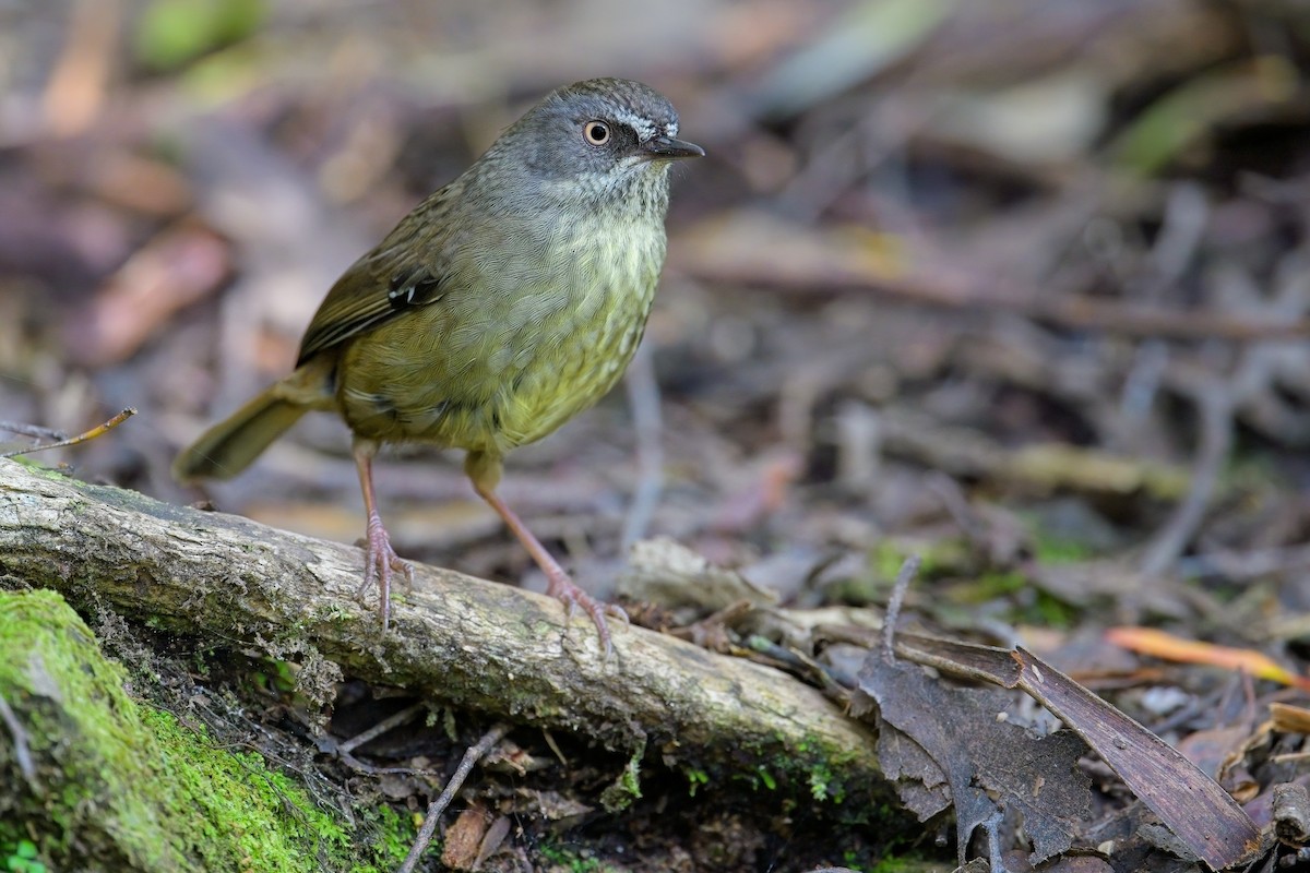 Tasmanian Scrubwren - ML627619187