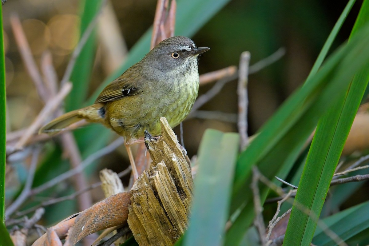 Tasmanian Scrubwren - ML627619188