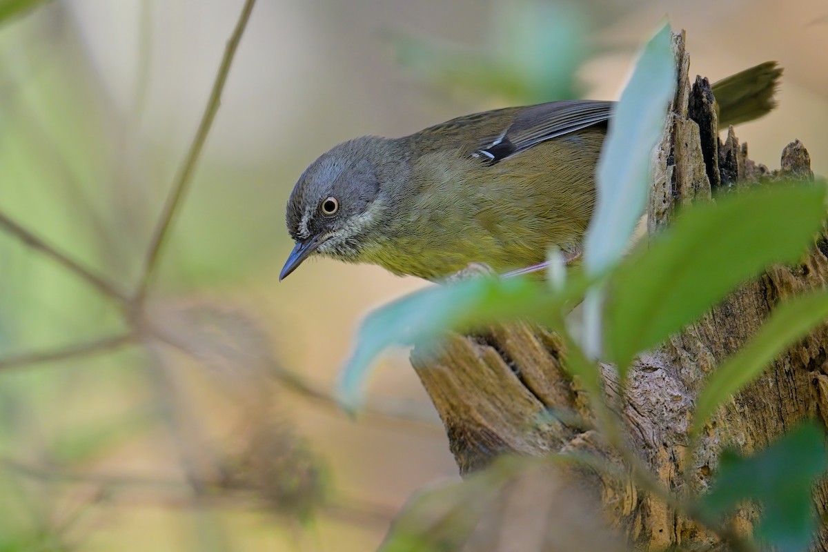 Tasmanian Scrubwren - ML627619189