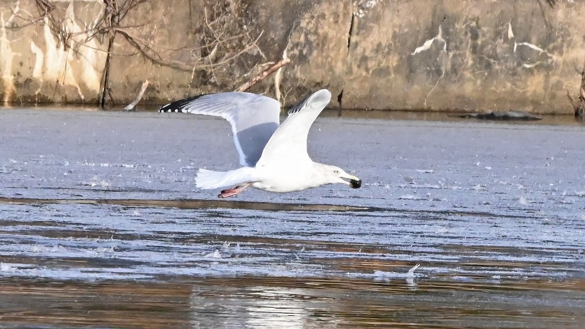 American Herring Gull - ML627619192