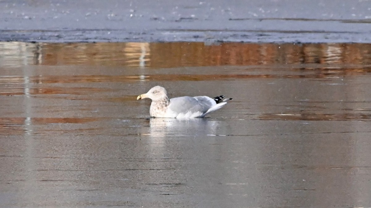 American Herring Gull - ML627619208