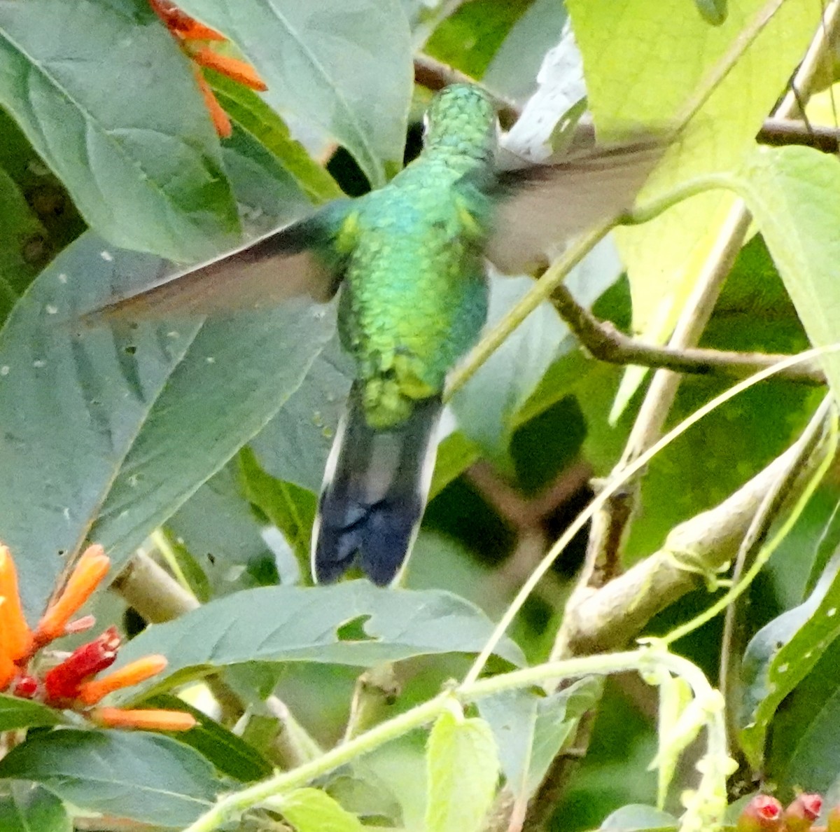 Cozumel Emerald - ML627619223