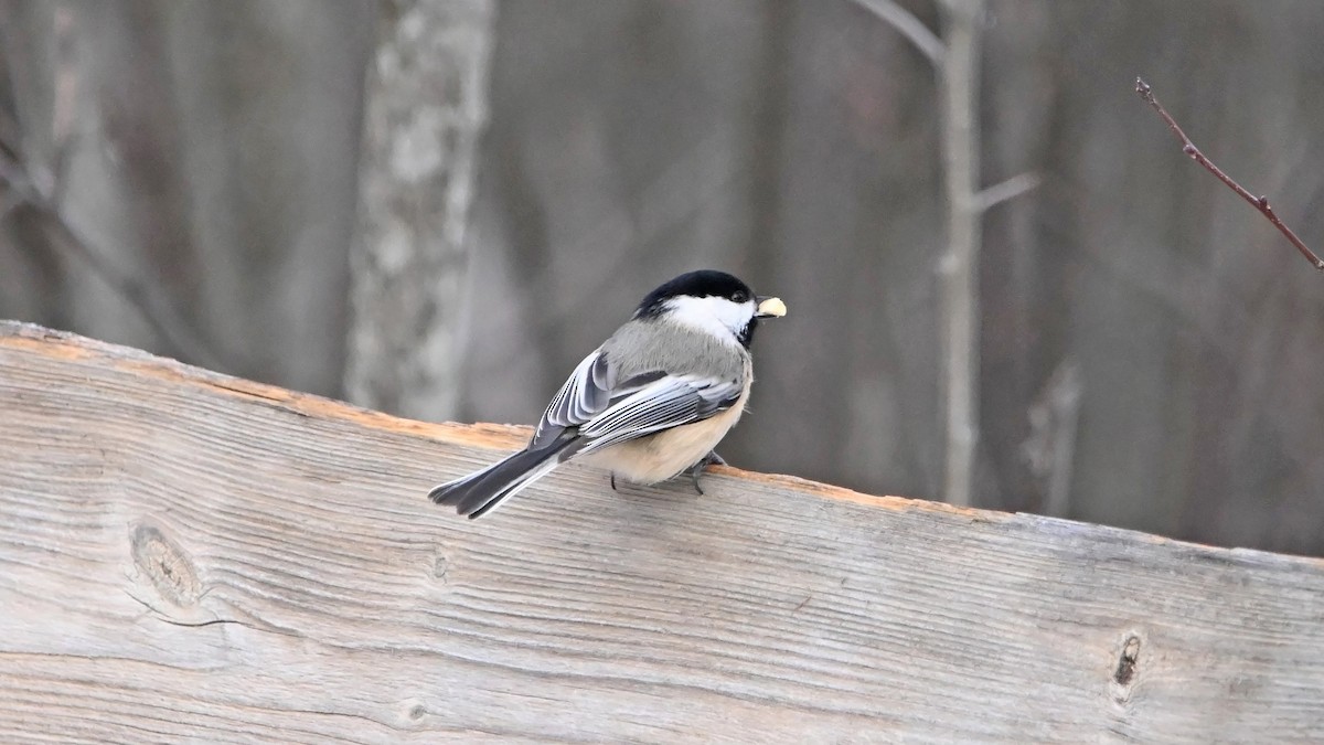 Black-capped Chickadee - ML627619225