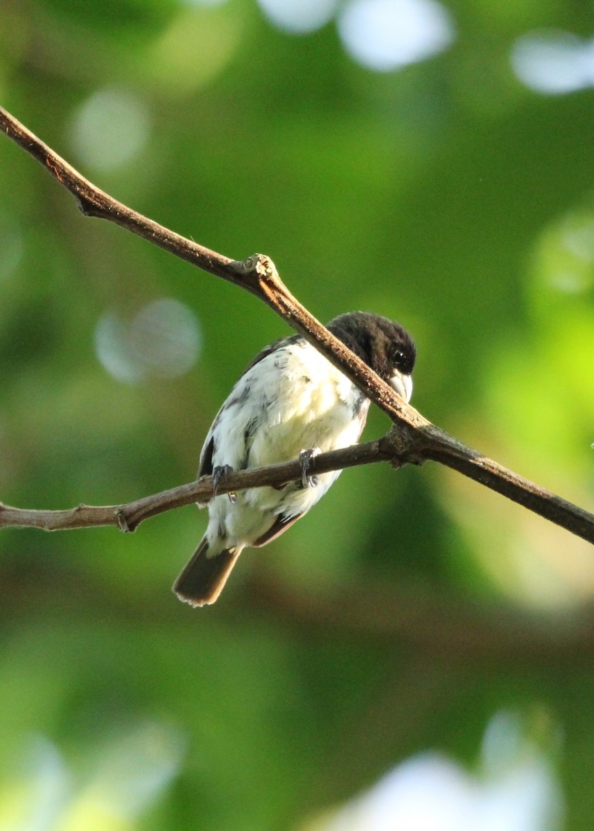 Yellow-bellied Seedeater - ML627619250