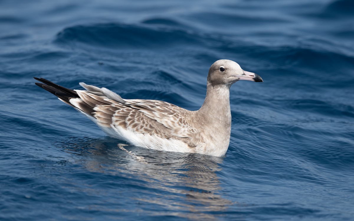 Sooty Gull - ML627619284